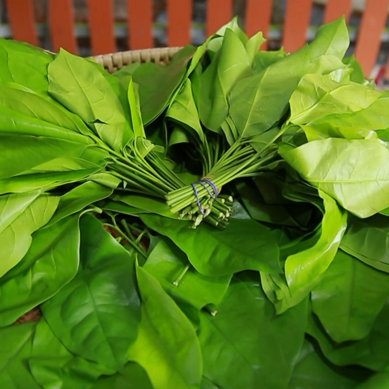 AgedVariety_671220-2