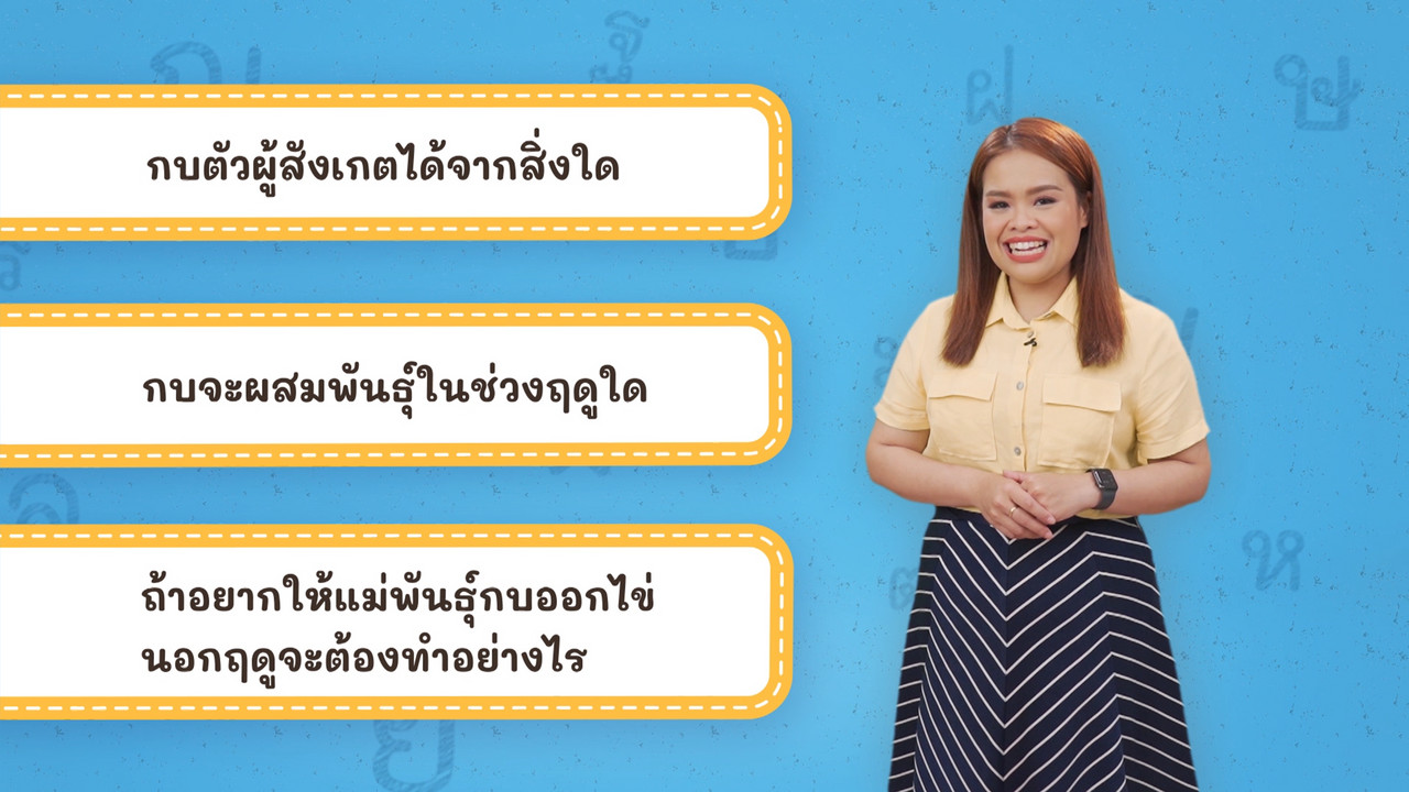Thai--650618-3