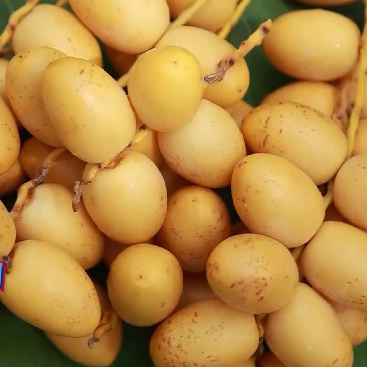 AgedVariety_650906-2