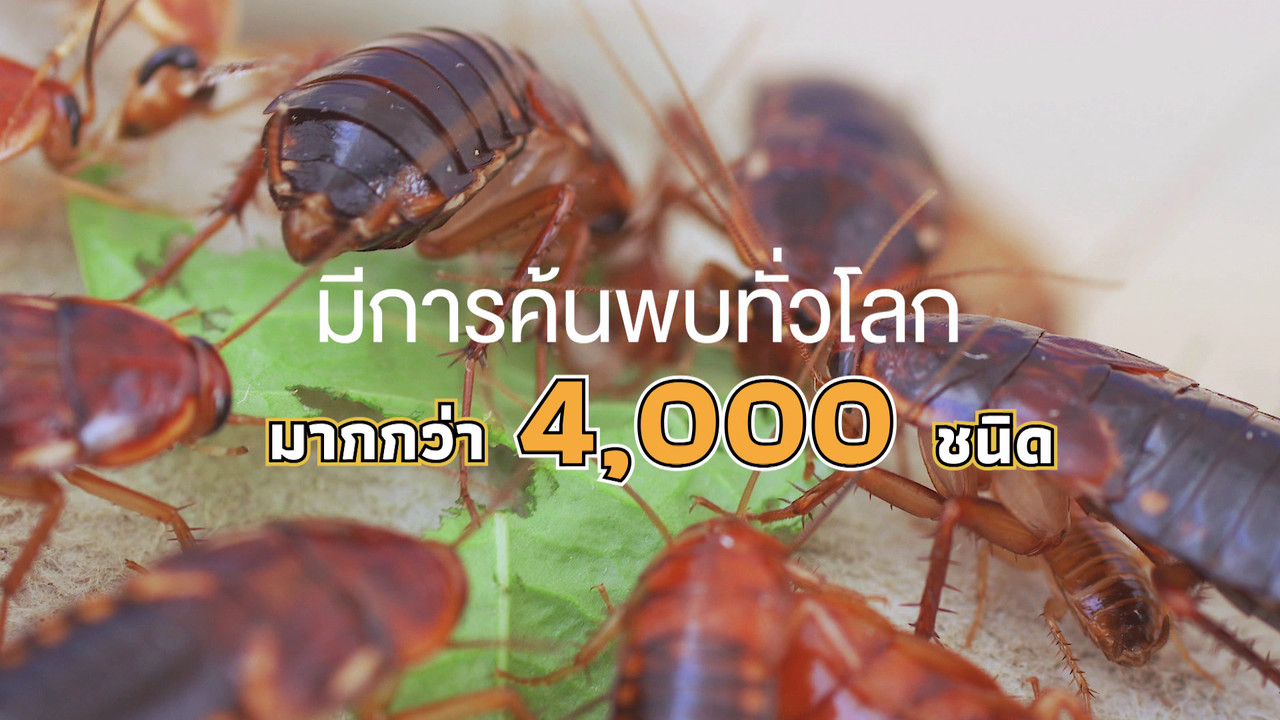 เกิดมาไมสัตว์ 0110654