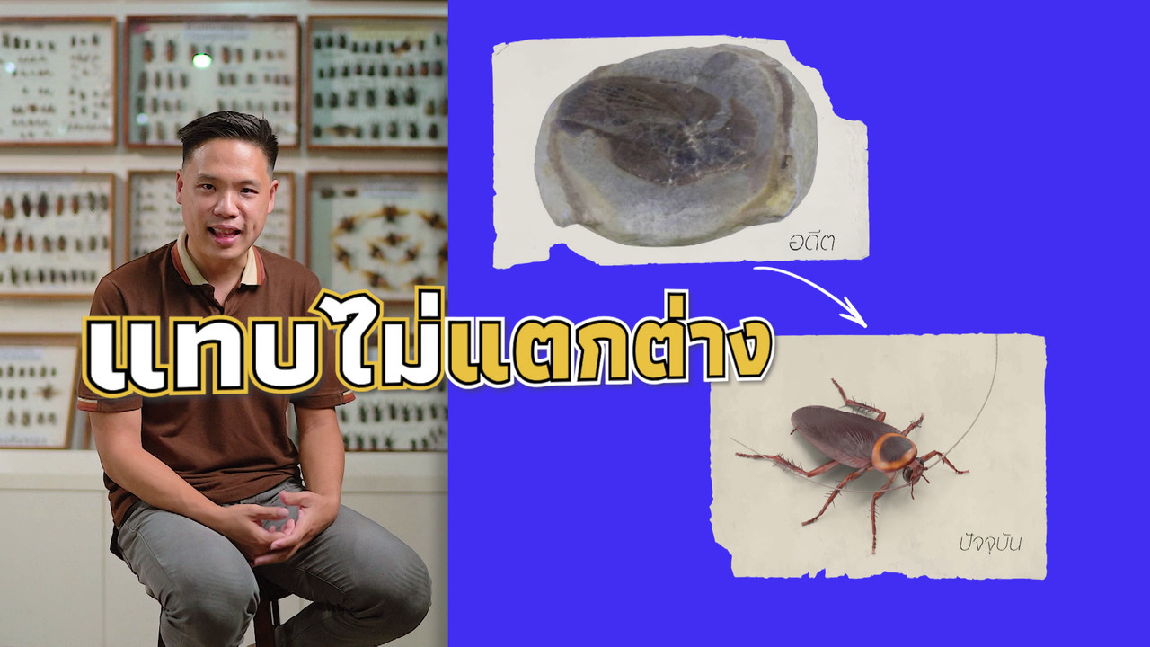 เกิดมาไมสัตว์ 0110658