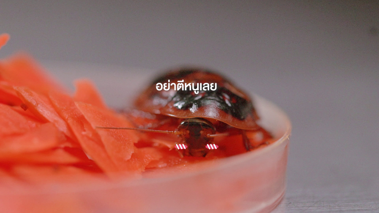 เกิดมาไมสัตว์ 01106510