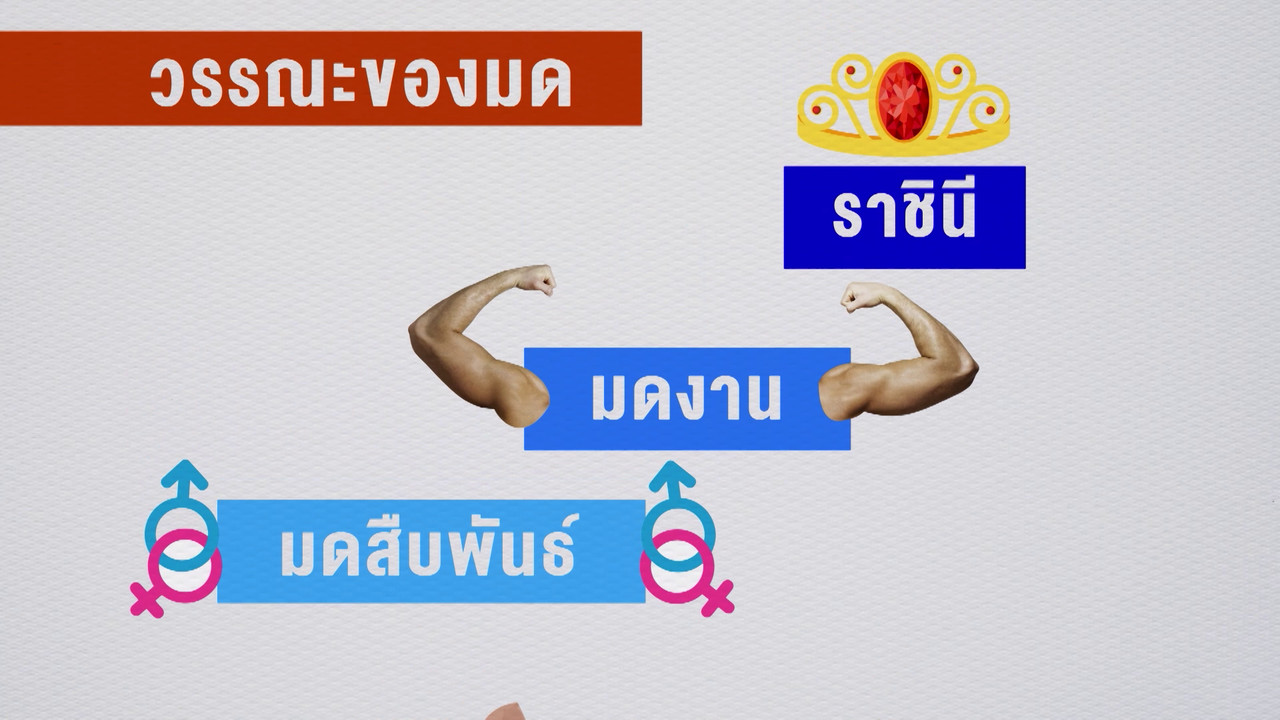 เกิดมาไมสัตว์ 1510652