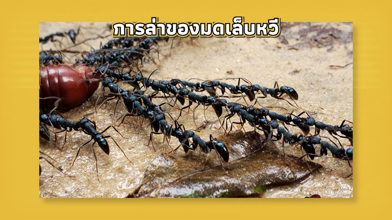 เกิดมาไมสัตว์ 1510657