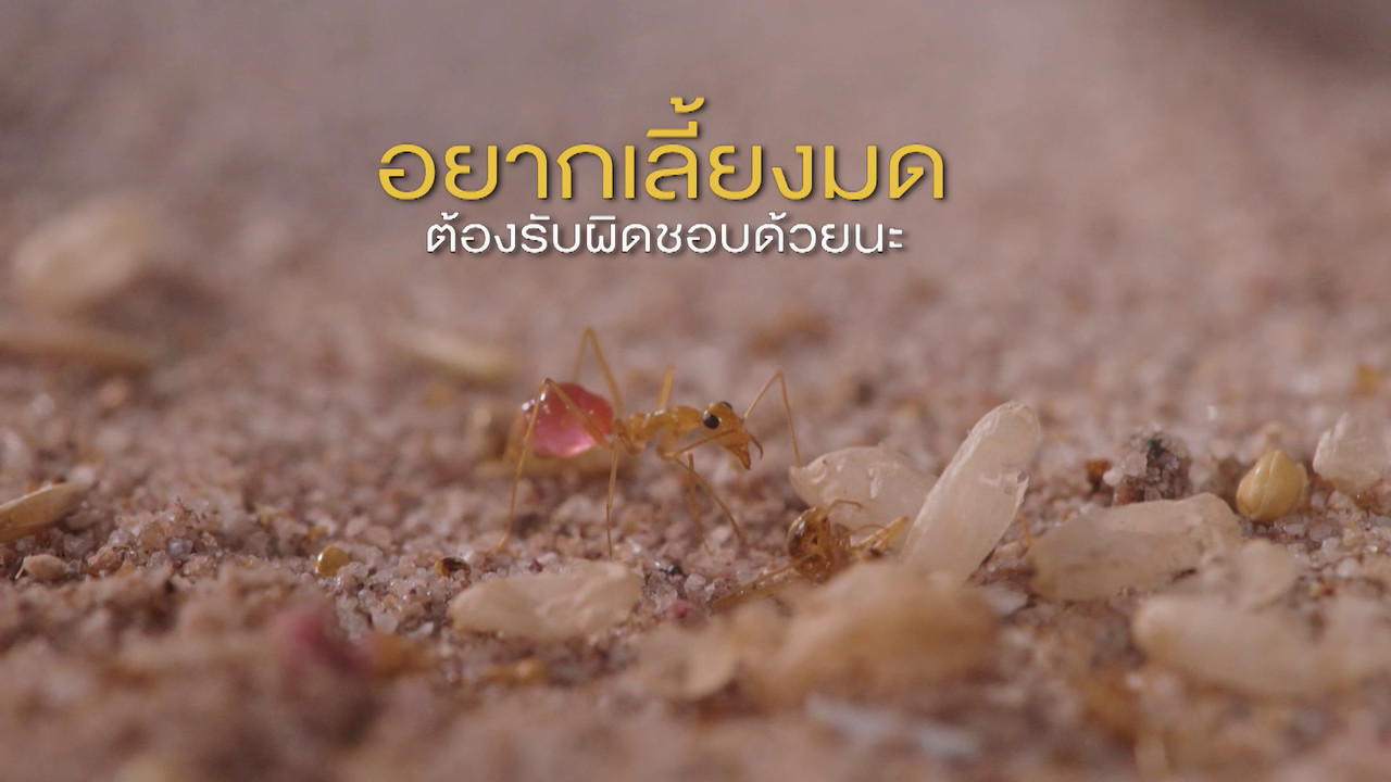 เกิดมาไมสัตว์ 15106510