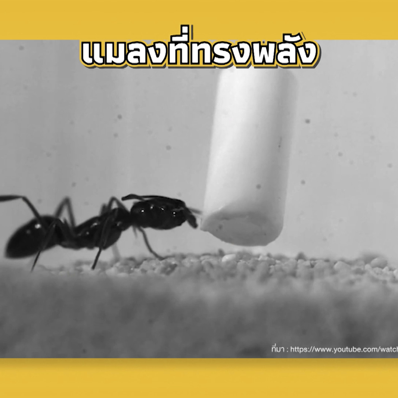 เกิดมาไมสัตว์ 1510656