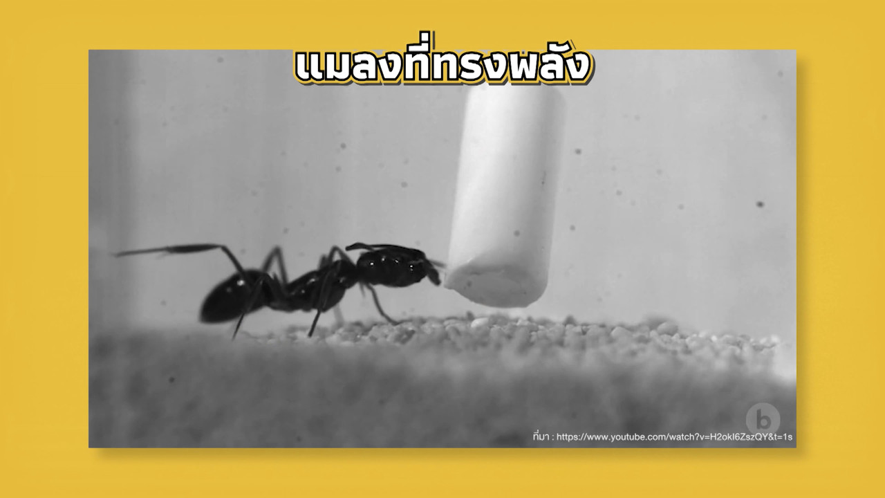 เกิดมาไมสัตว์ 1510656