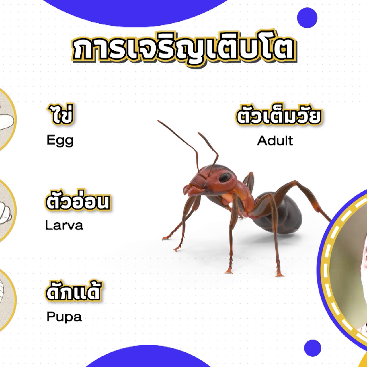 เกิดมาไมสัตว์ 1510653