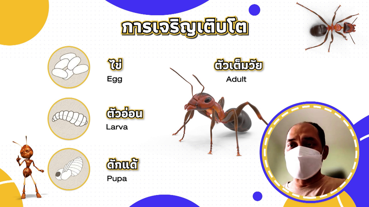 เกิดมาไมสัตว์ 1510653