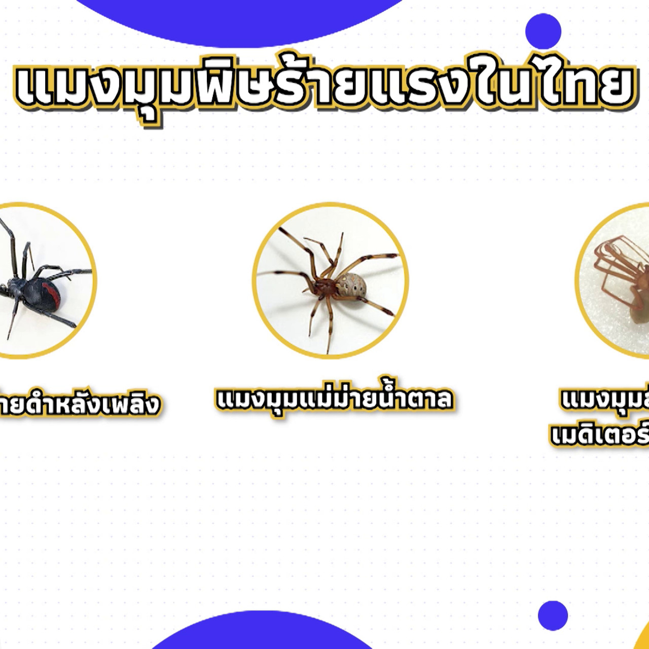 เกิดมาไมสัตว์ 2210658