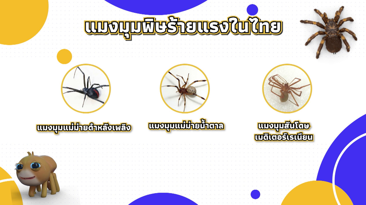 เกิดมาไมสัตว์ 2210658