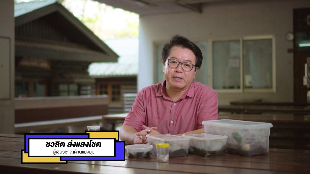 เกิดมาไมสัตว์ 2210654