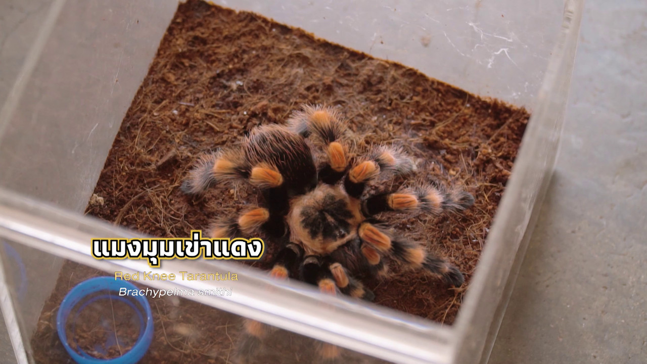 เกิดมาไมสัตว์ 2210657