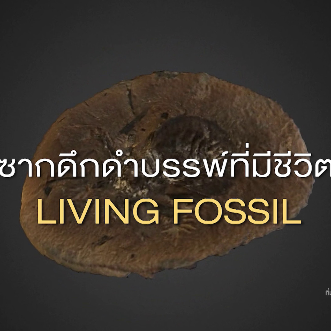 เกิดมาไมสัตว์ 2210652