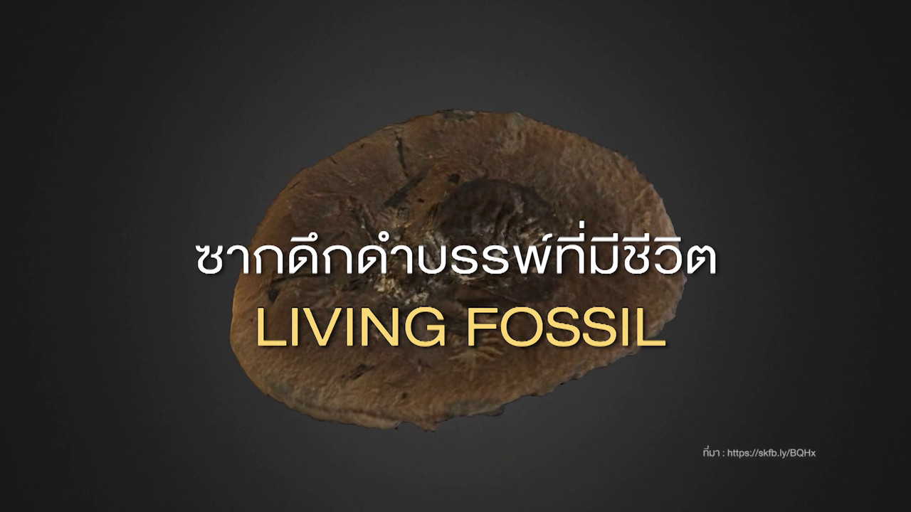 เกิดมาไมสัตว์ 2210652