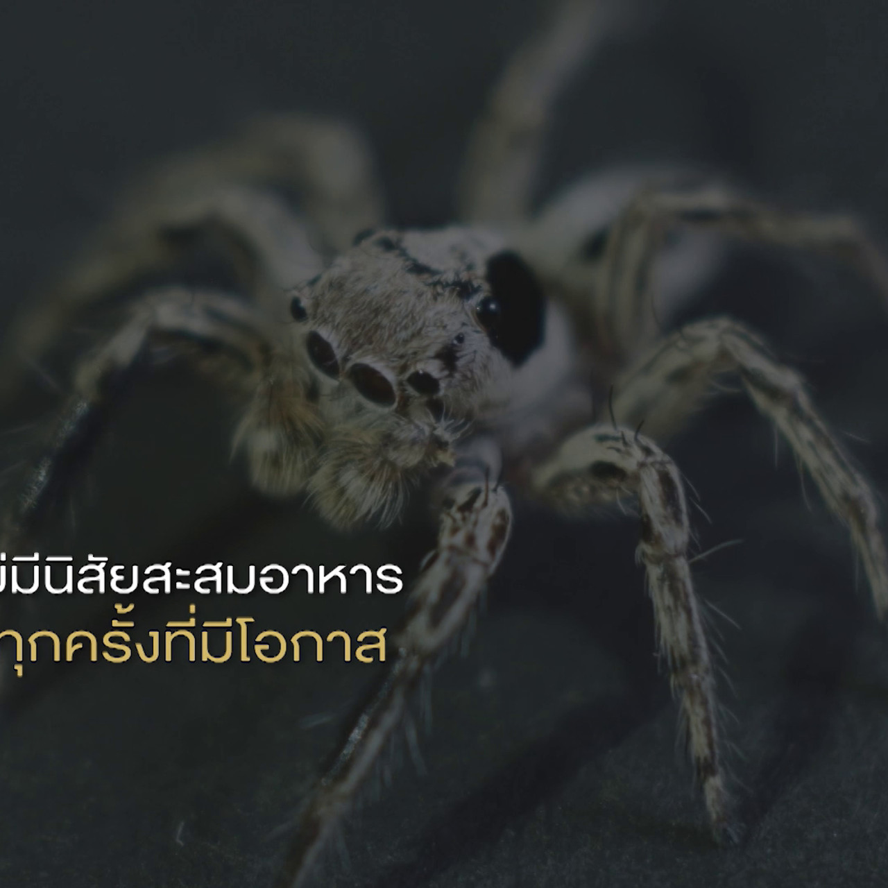 เกิดมาไมสัตว์ 2210656