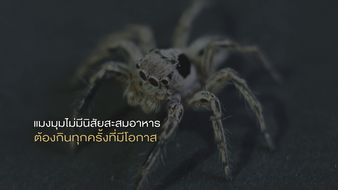 เกิดมาไมสัตว์ 2210656