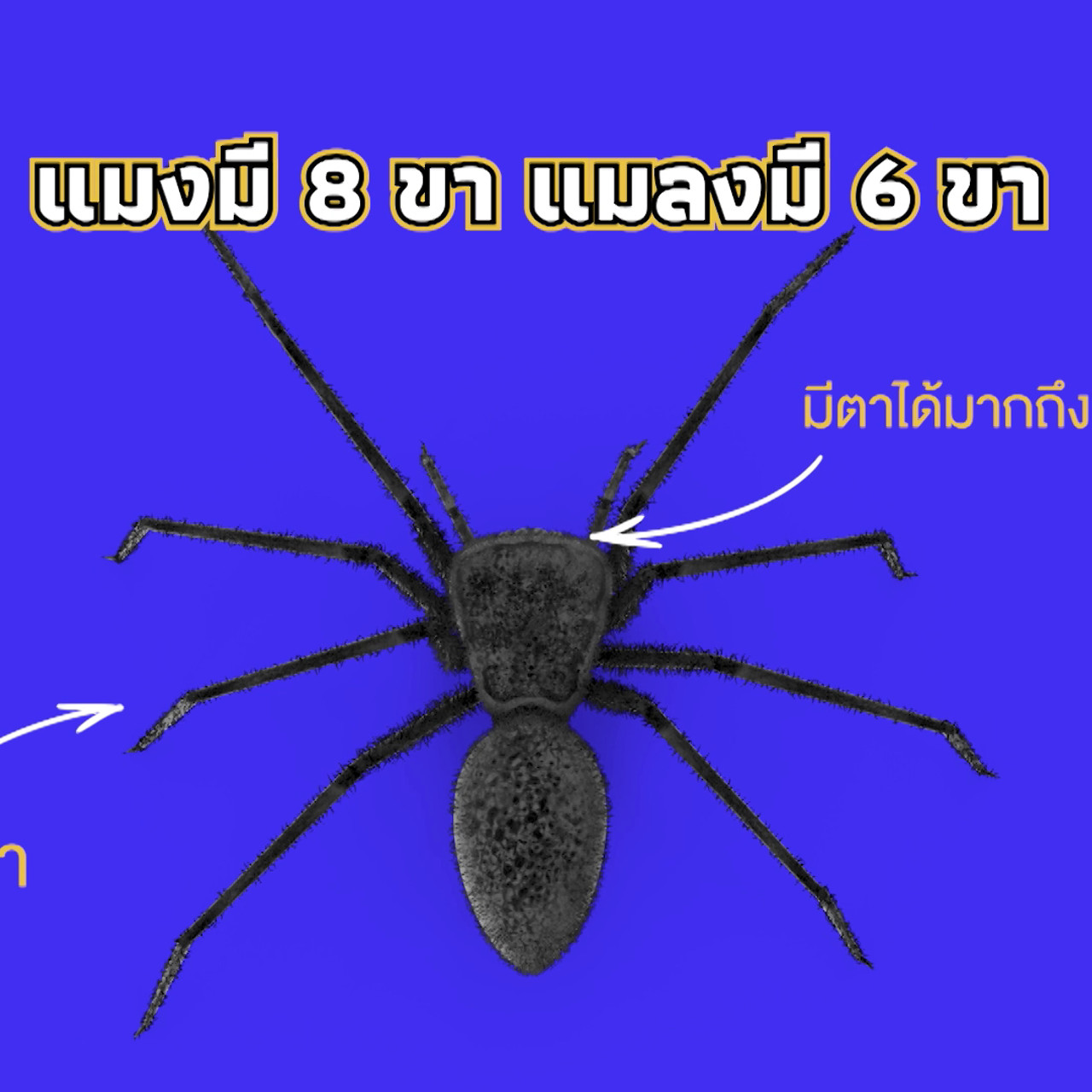 เกิดมาไมสัตว์ 2210653