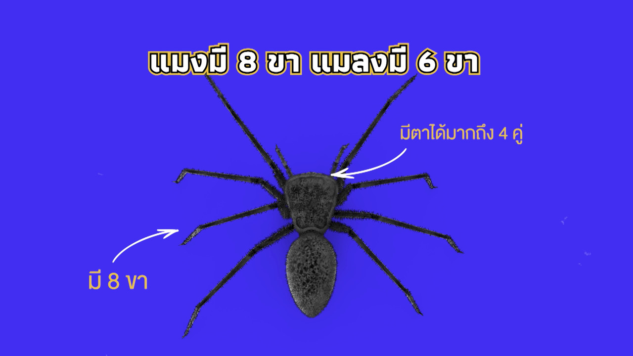 เกิดมาไมสัตว์ 2210653