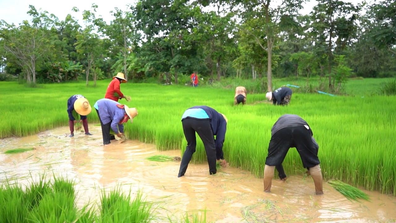 ชาวนา 10