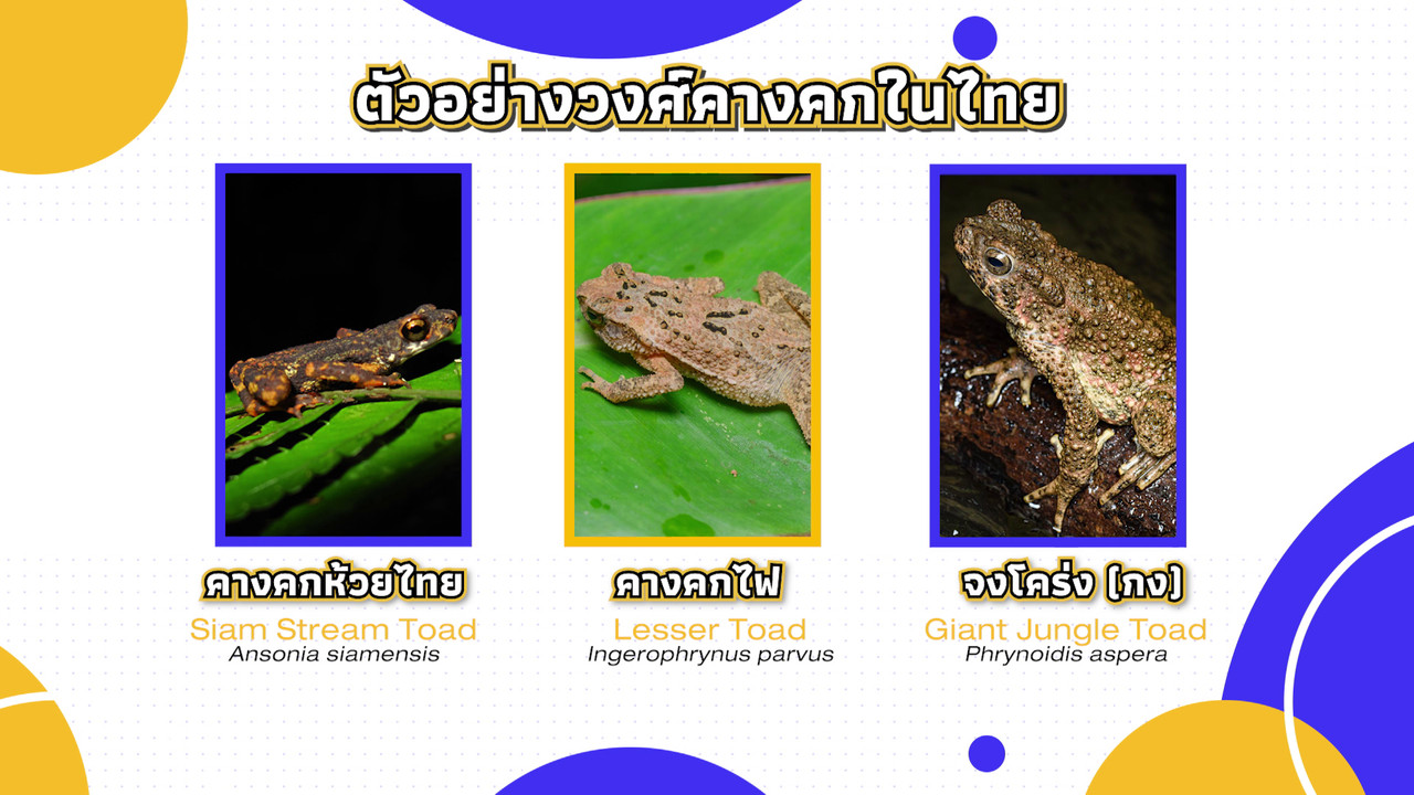 เกิดมาไมสัตว์ 1911653