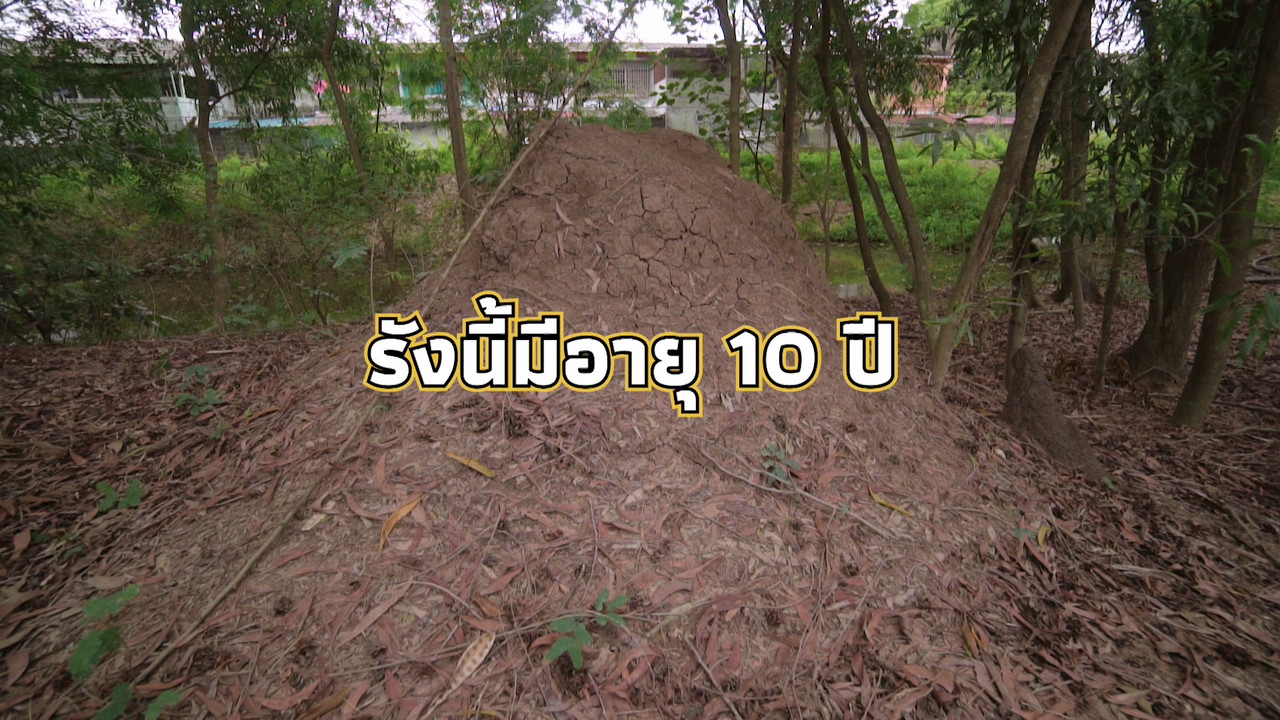 เกิดมาไมสัตว์ 2611654