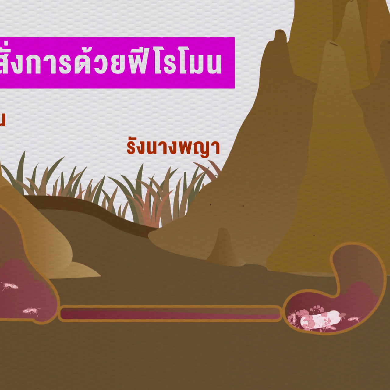 เกิดมาไมสัตว์ 2611658
