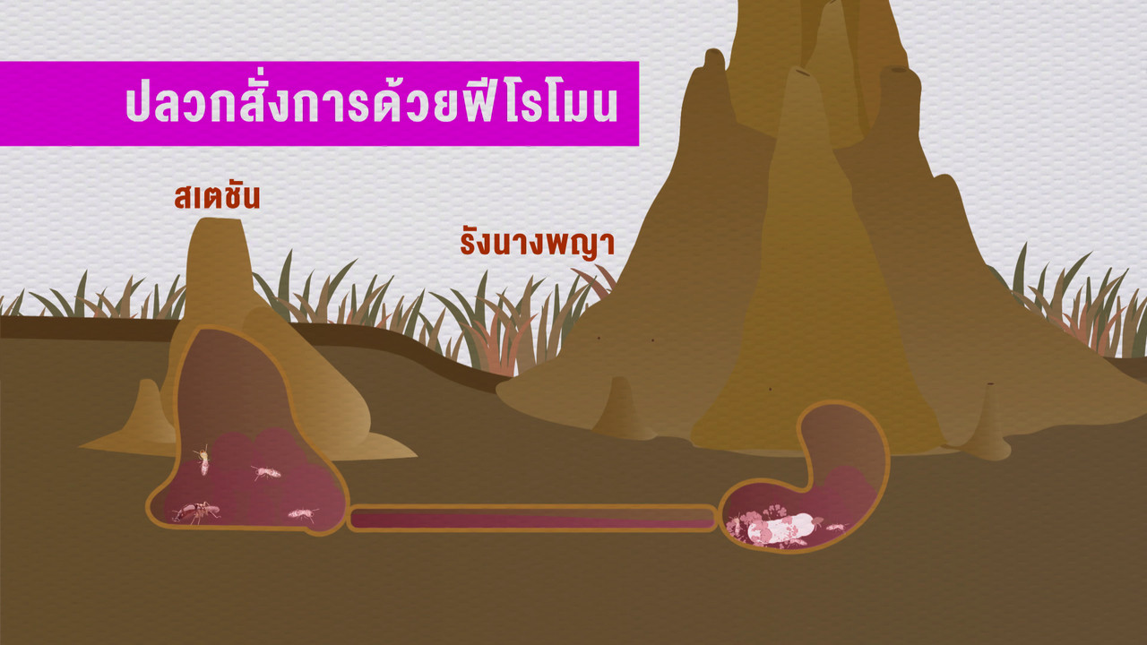 เกิดมาไมสัตว์ 2611658