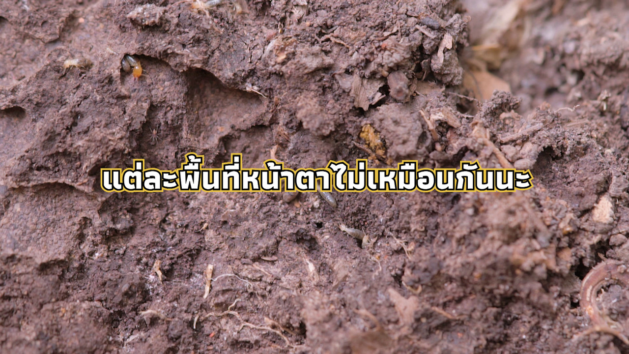 เกิดมาไมสัตว์ 2611652