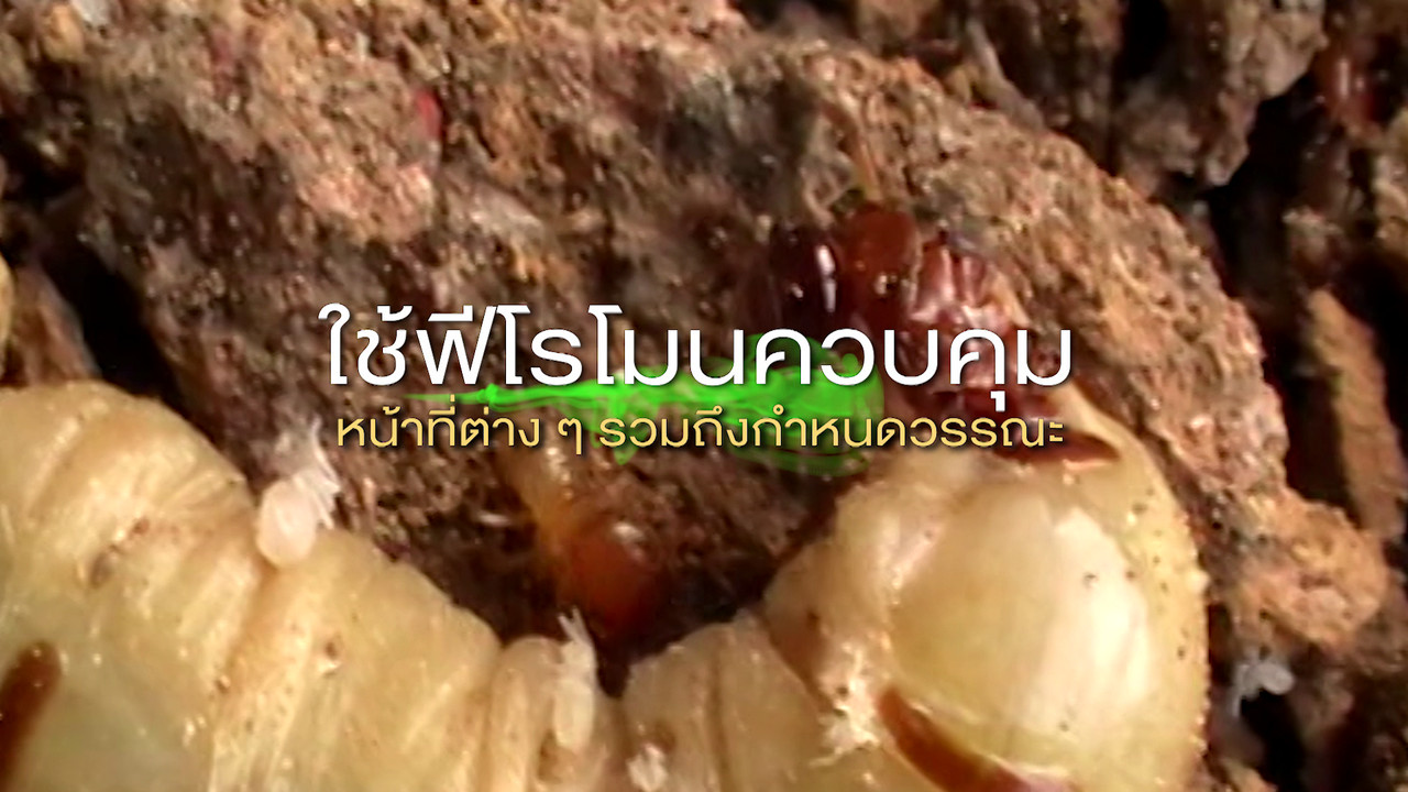 เกิดมาไมสัตว์ 2611657