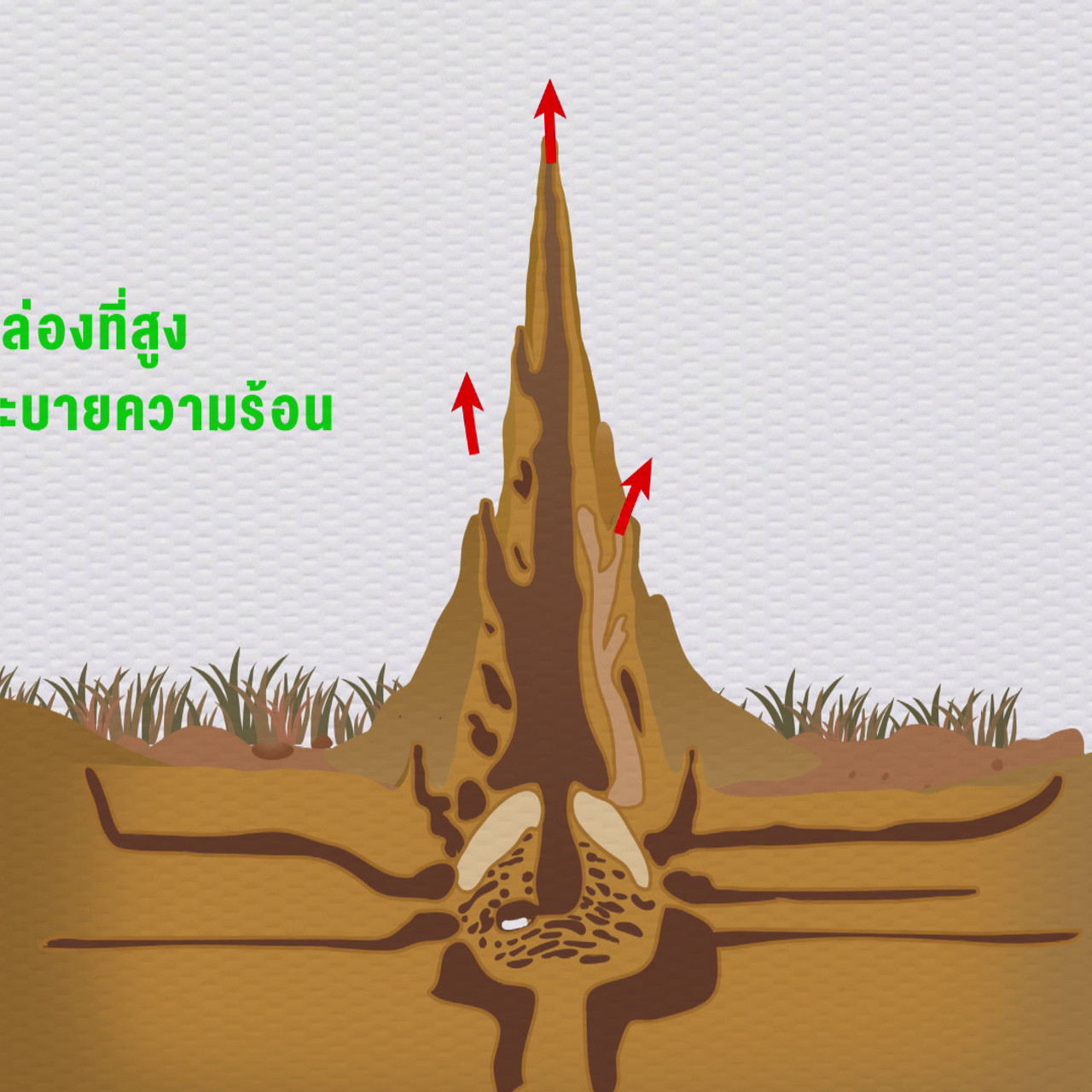 เกิดมาไมสัตว์ 2611653