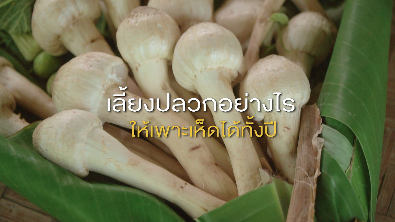 เกิดมาไมสัตว์ 26116510
