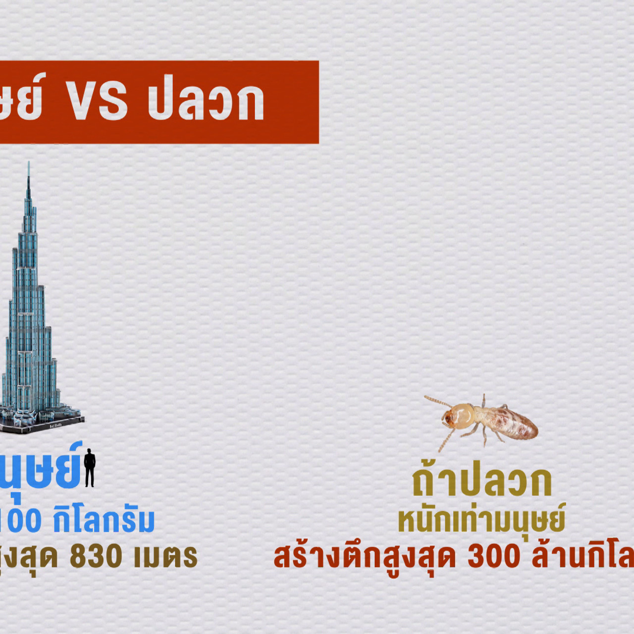 เกิดมาไมสัตว์ 2611655