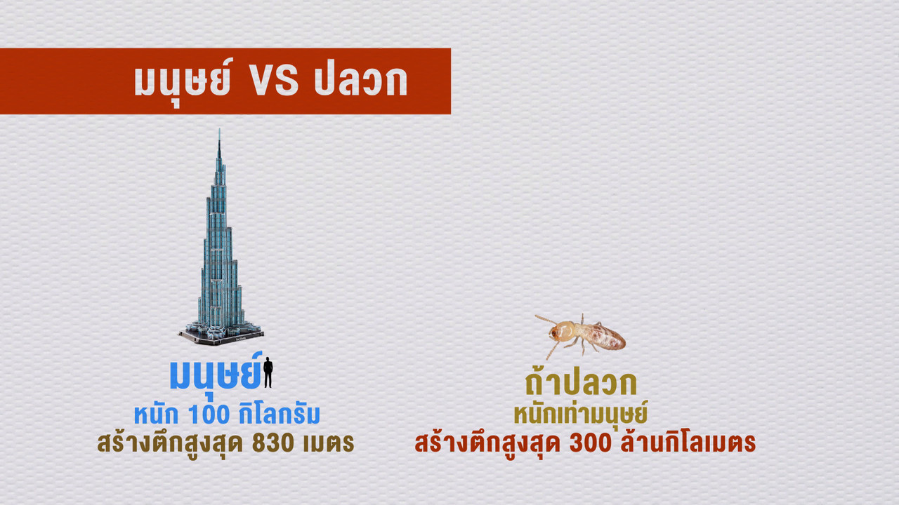 เกิดมาไมสัตว์ 2611655