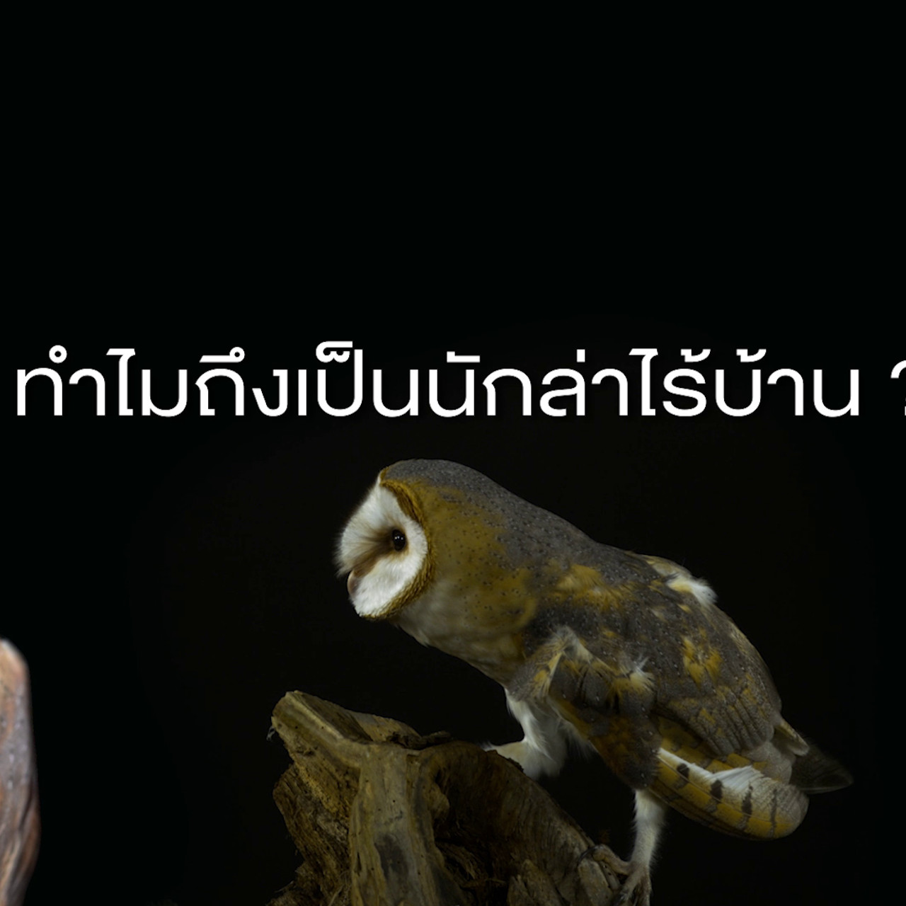 เกิดมาไมสัตว์ 0312655
