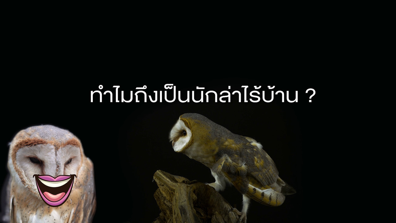 เกิดมาไมสัตว์ 0312655