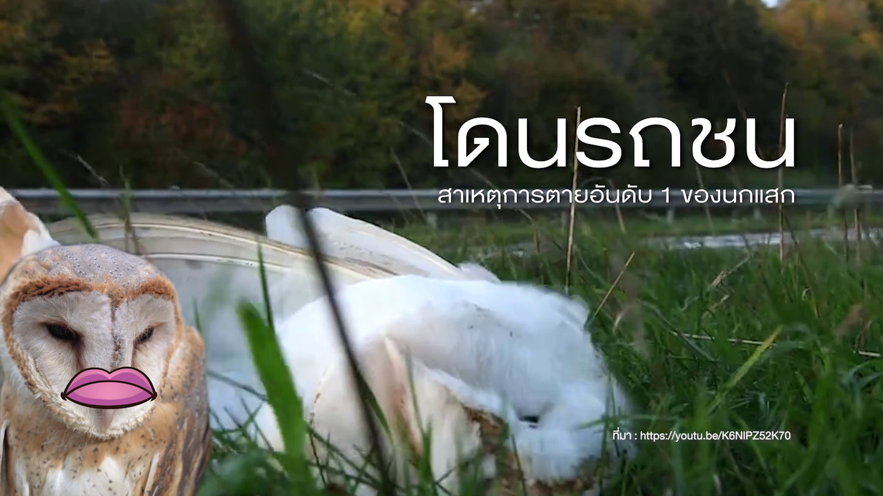 เกิดมาไมสัตว์ 03126510
