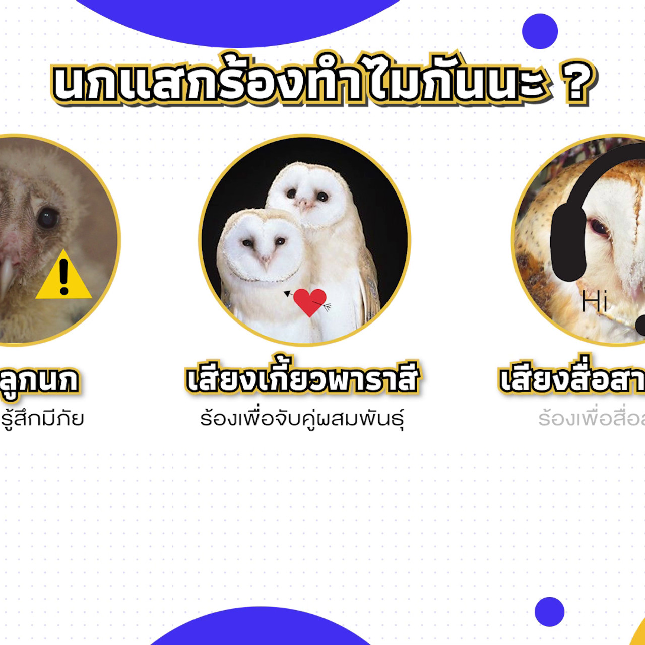 เกิดมาไมสัตว์ 0312657