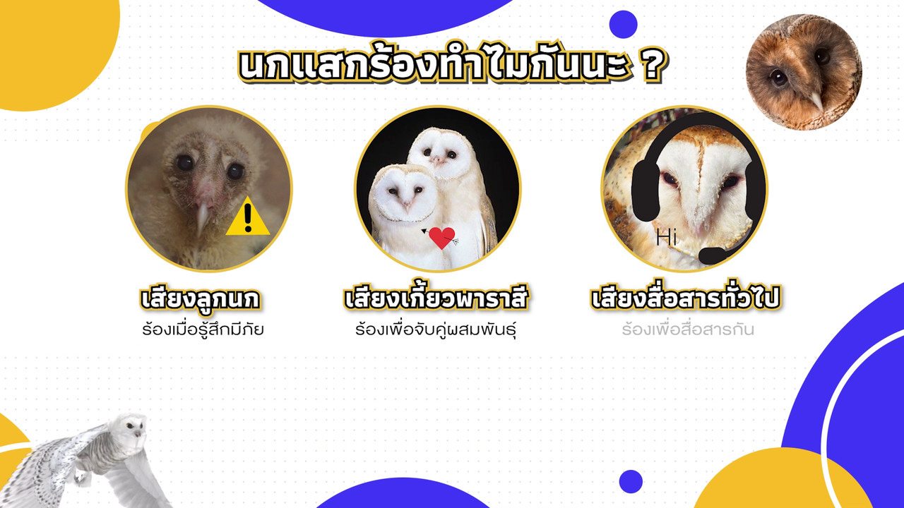 เกิดมาไมสัตว์ 0312657