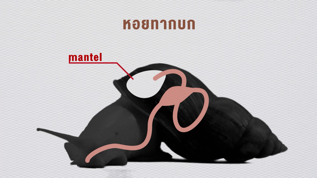 เกิดมาไมสัตว์ 1012656