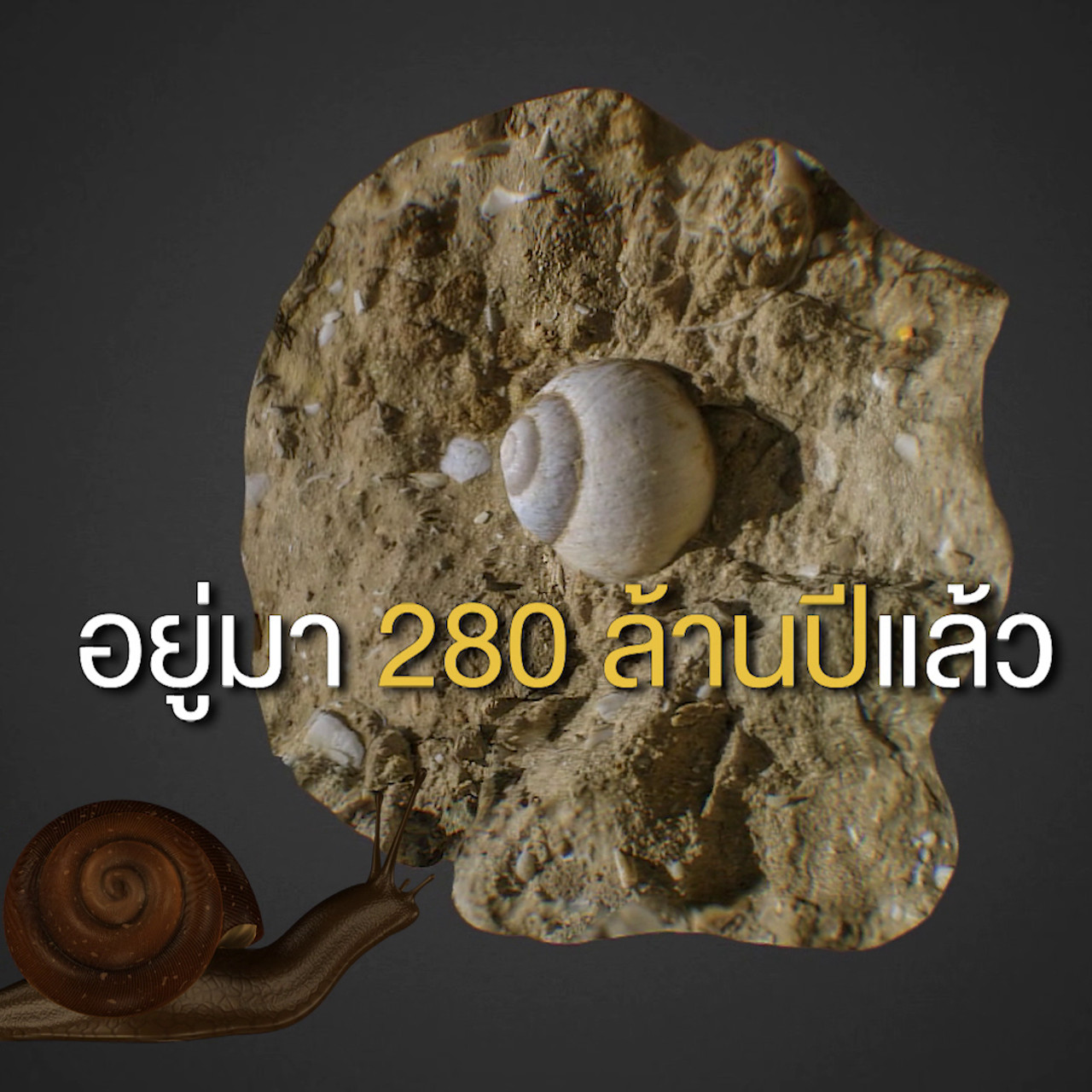 เกิดมาไมสัตว์ 1012653