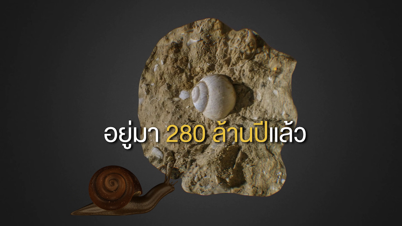 เกิดมาไมสัตว์ 1012653