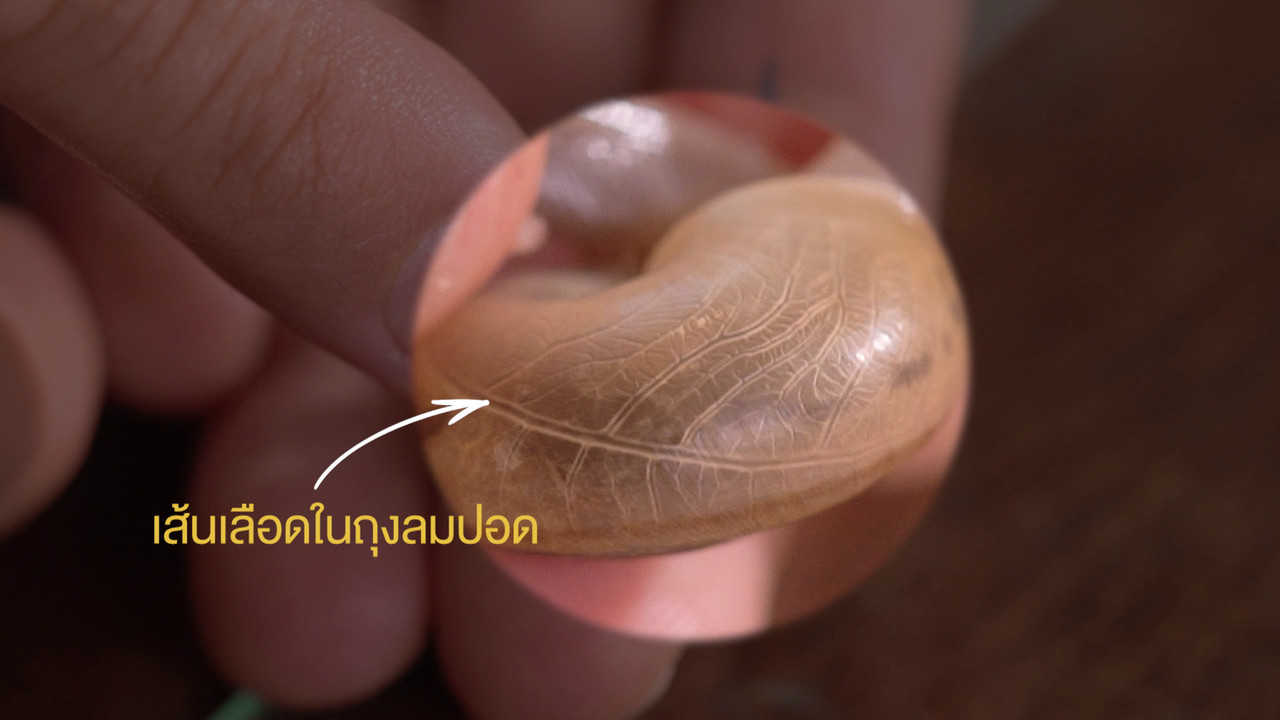 เกิดมาไมสัตว์ 1012654