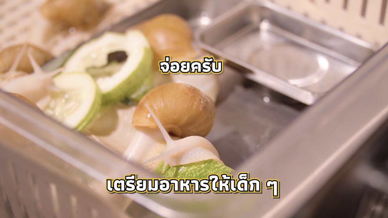 เกิดมาไมสัตว์ 1012657