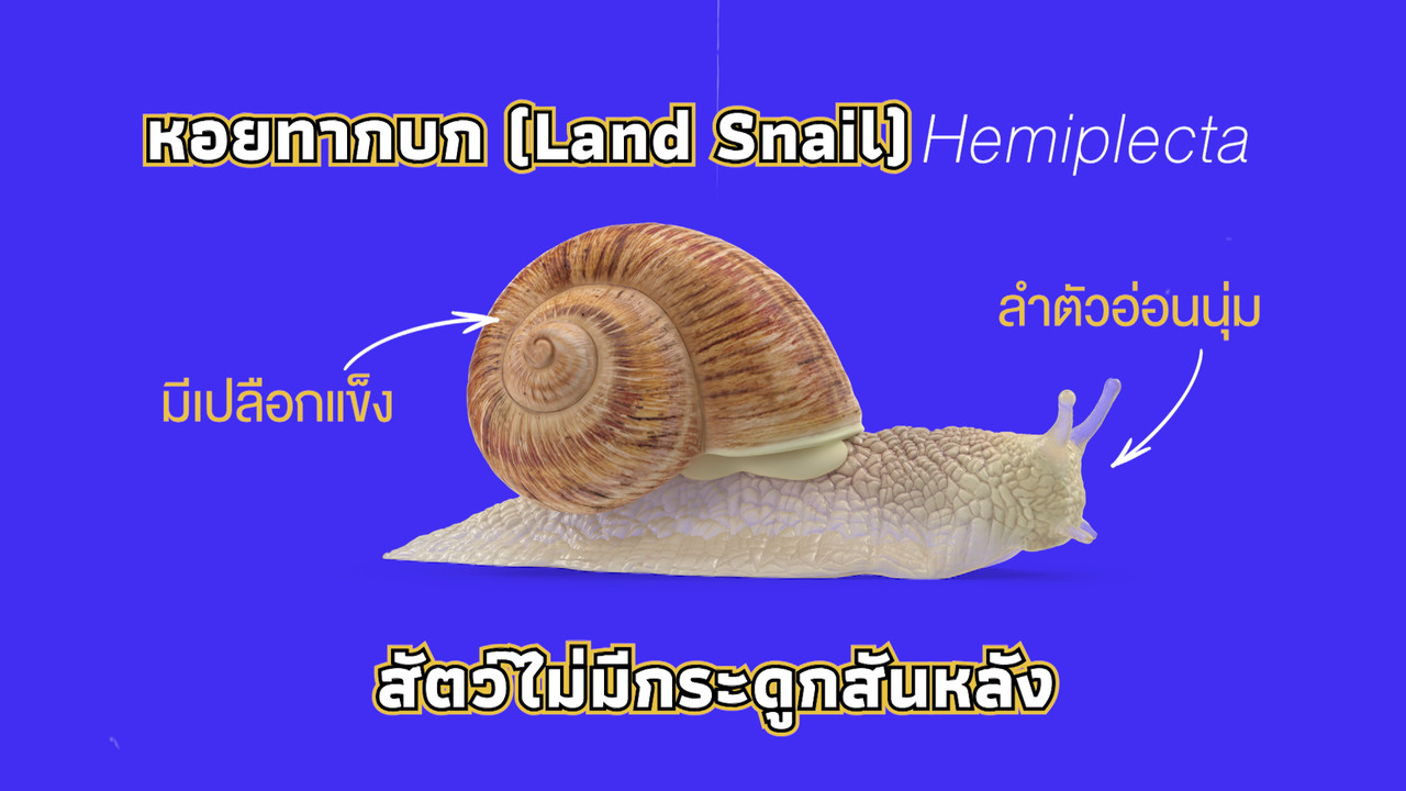 เกิดมาไมสัตว์ 1012652