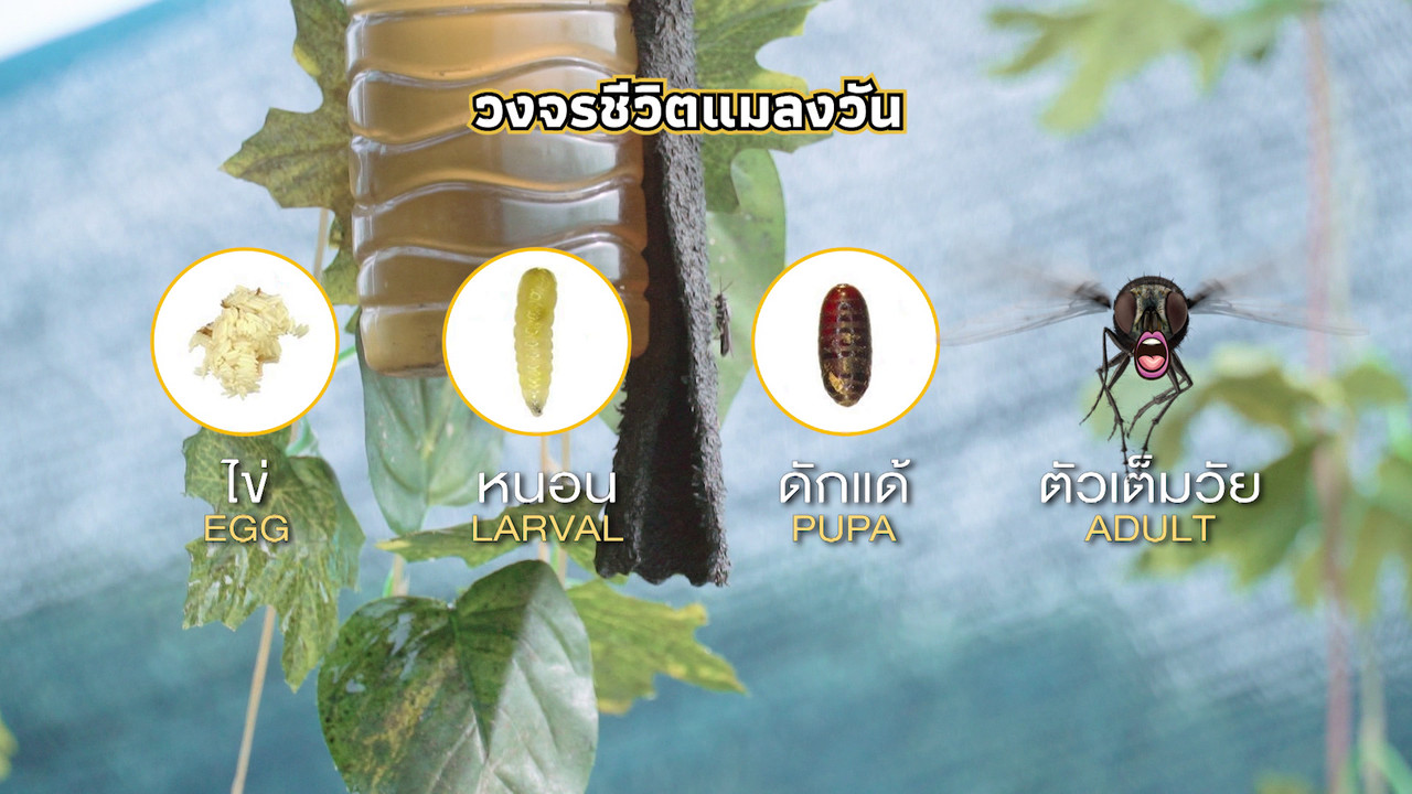 เกิดมาไมสัตว์ 1712658