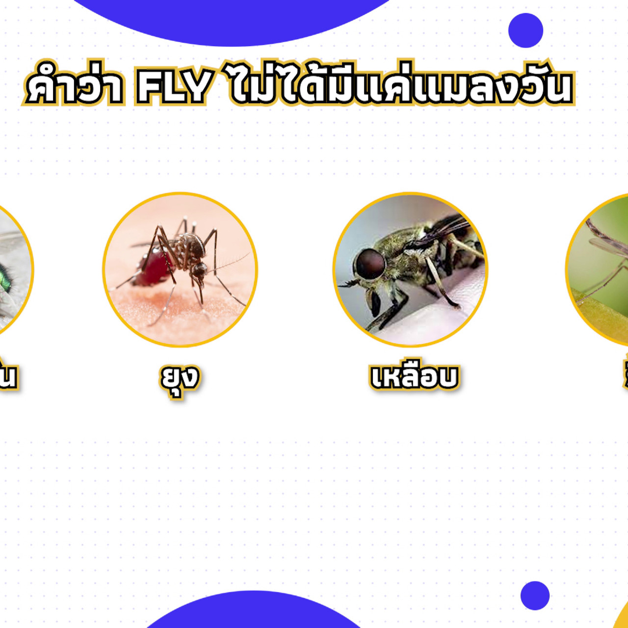 เกิดมาไมสัตว์ 1712651