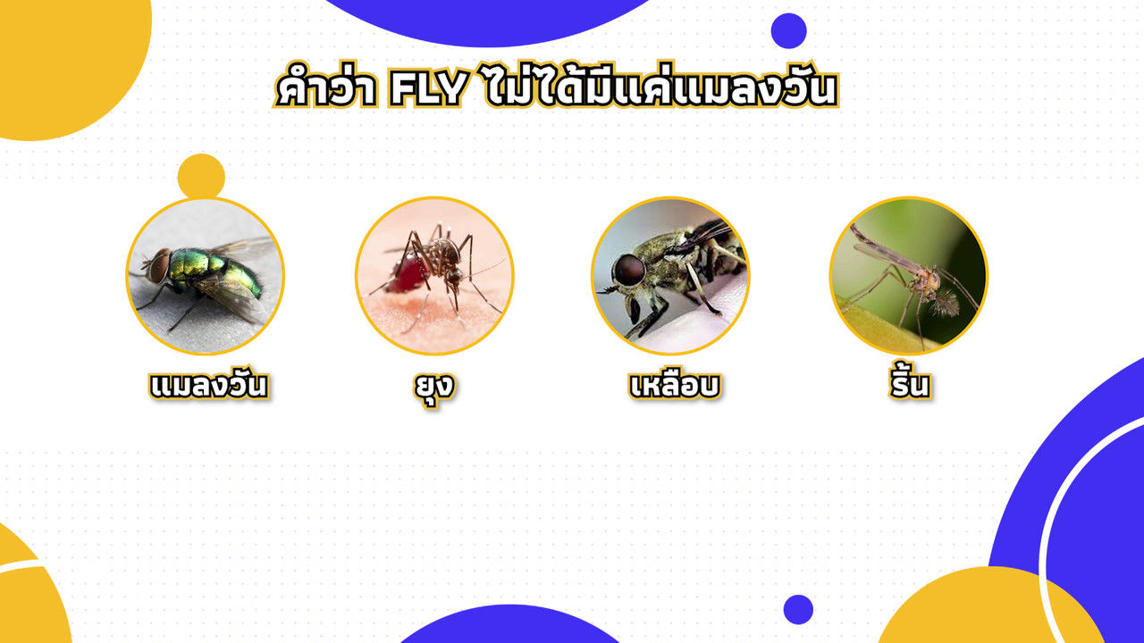 เกิดมาไมสัตว์ 1712651