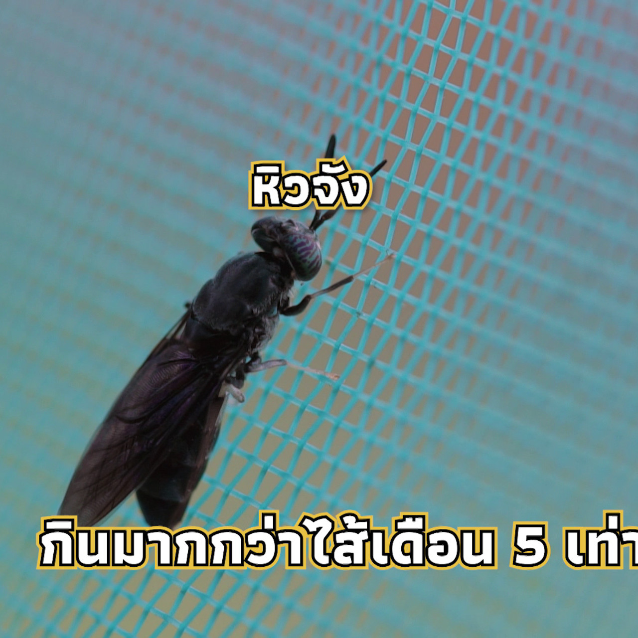 เกิดมาไมสัตว์ 1712657