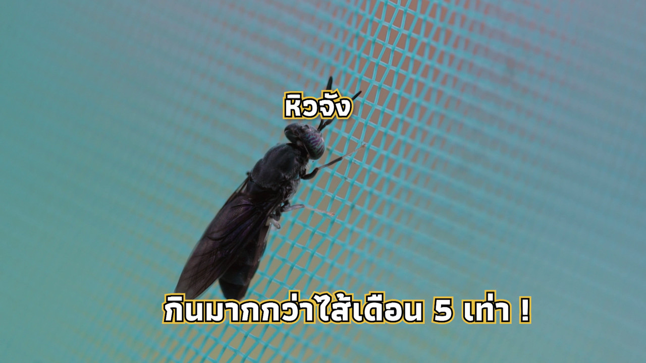 เกิดมาไมสัตว์ 1712657